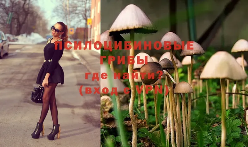 Псилоцибиновые грибы Psilocybe  сколько стоит  Гороховец 